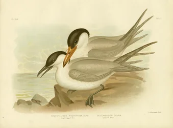 Langbeinige Seeschwalbe, 1891